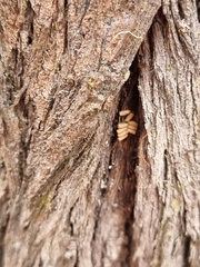 Pseudomantis albofimbriata