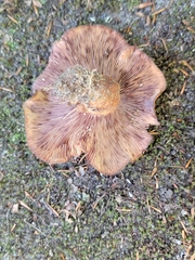Lactarius peckii