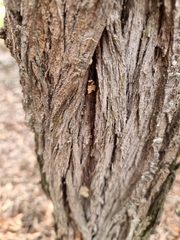 Pseudomantis albofimbriata