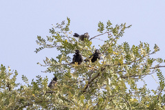 Bubalornis albirostris