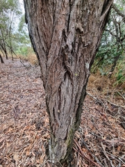 Pseudomantis albofimbriata