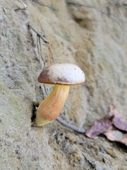 Aureoboletus