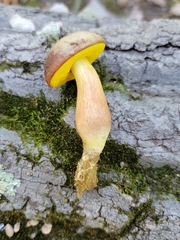 Aureoboletus