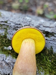 Aureoboletus