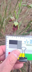 Calochilus paludosus