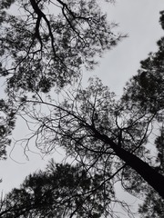 Calochilus paludosus