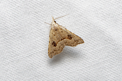 Trigonistis asthenopa