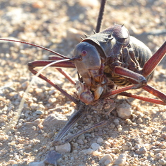 Acanthoplus longipes