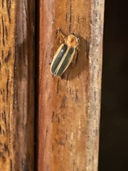 Photinus