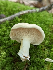 Hydnum albidum