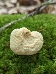 Hydnum albidum