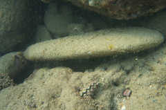 Tridacna noae