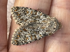 Polymixis flavicincta