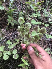 Pellaea cordifolia