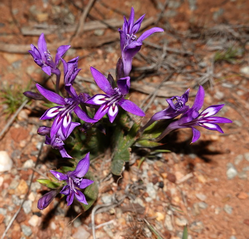 Babiana ecklonii Klatt