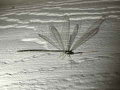 Brachynemurus