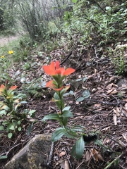 Castilleja scorzonerifolia