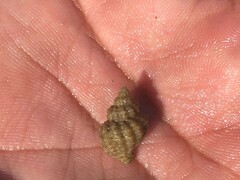 Muricidae