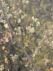 Flavopunctelia soredica