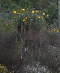Euryops speciosissimus