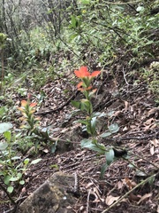 Castilleja scorzonerifolia
