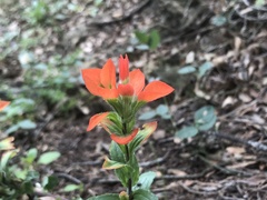 Castilleja scorzonerifolia