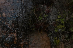 Gleichenia polypodioides