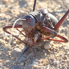 Acanthoplus longipes