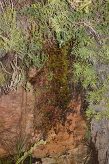 Gleichenia polypodioides