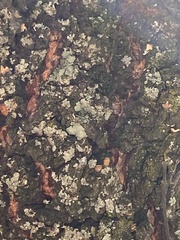 Flavopunctelia soredica