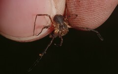 Lophopilio palpinalis