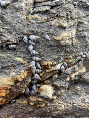 Echinolittorina aspera