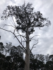 Eucalyptus cypellocarpa