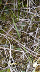 Eriochilus