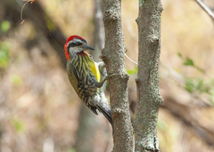 Xiphidiopicus percussus