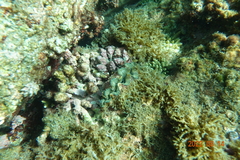 Tridacna noae