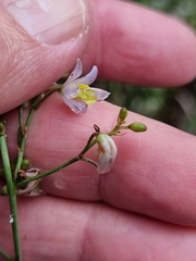 Dianella longifolia
