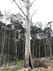 Eucalyptus cypellocarpa
