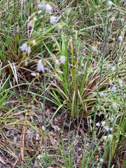 Dianella longifolia