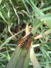 Polistes nimpha