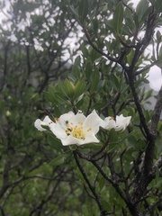 Lindleya mespiloides