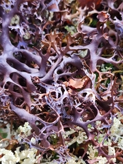 Masonhalea richardsonii