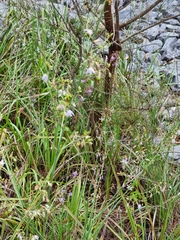 Dianella longifolia