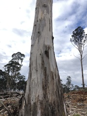 Eucalyptus cypellocarpa