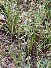 Dianella longifolia