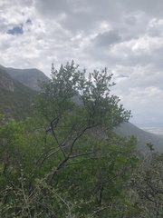 Lindleya mespiloides