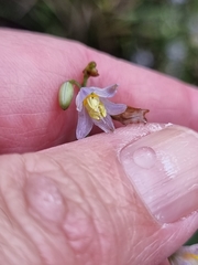 Dianella longifolia