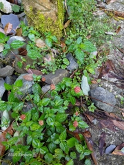 Lecanthus peduncularis