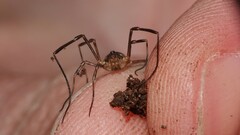 Lophopilio palpinalis
