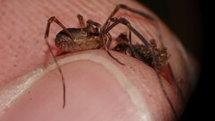 Lophopilio palpinalis